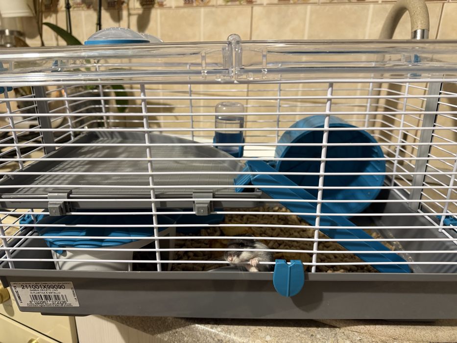 Vand hamster pitic foarte bland impreuna cu o cusca deosebita