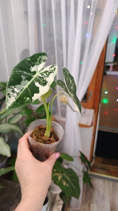 Продам комнатные цветы