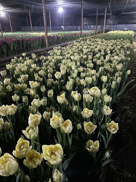 Тюльпаны оптом по 500тг отличного качества