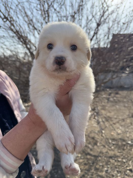 Отдаем в добрые руки ( город Талдыкорган)