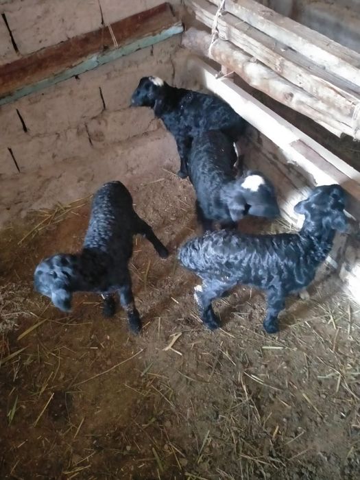 Төрт қои қозысымен сатылады