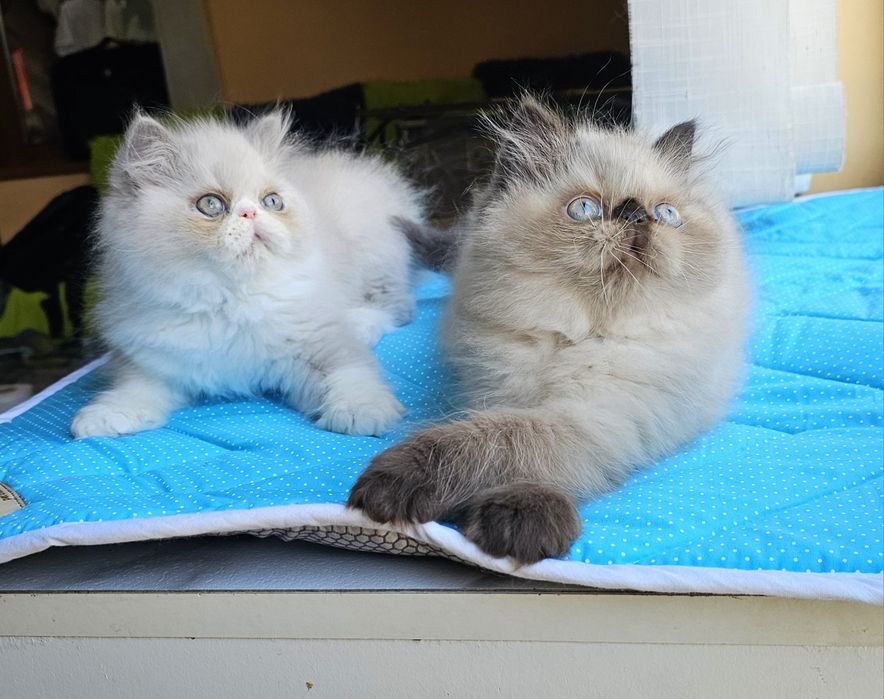 Котенца персийски