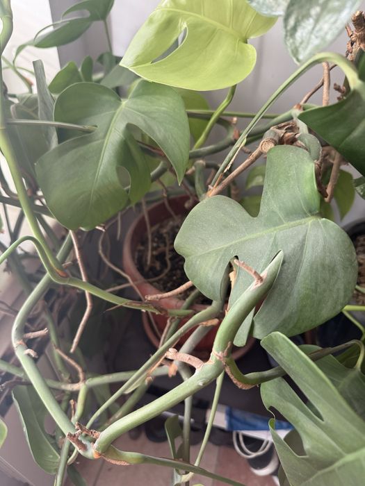 Ростки цветов разные