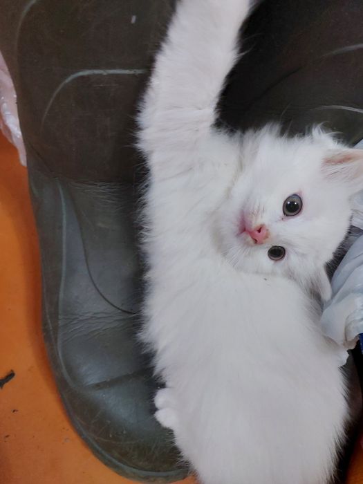 Отдам котят в добрые руки