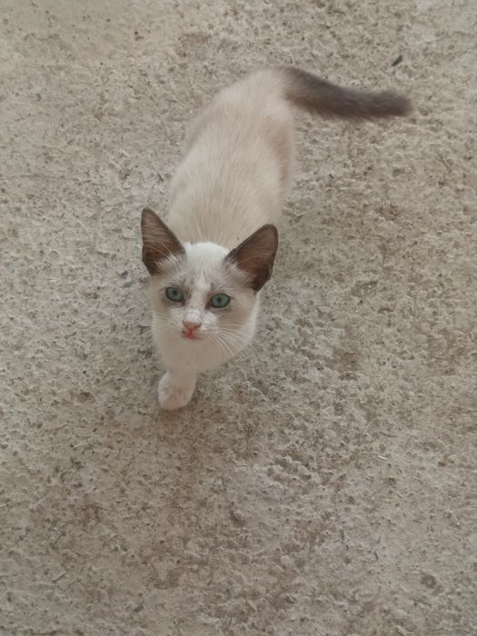 Сиамская кошка чисто,