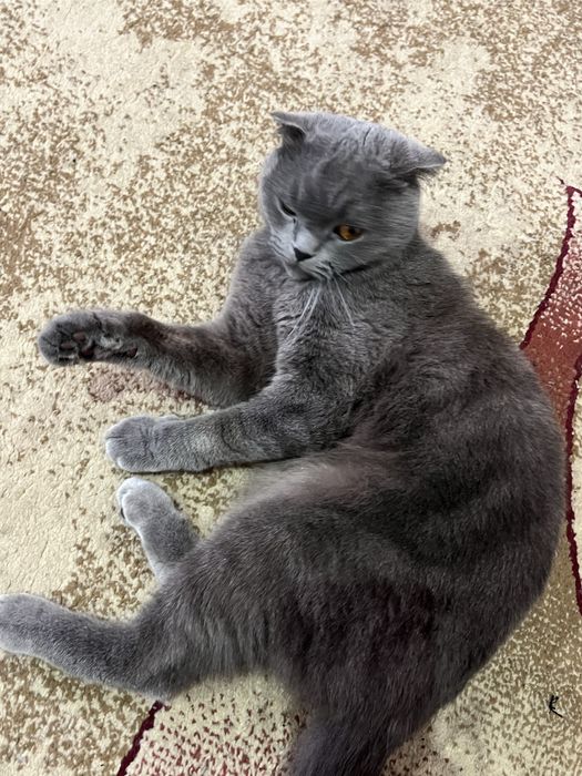 Британский чистокровный вислоухий scotish fold