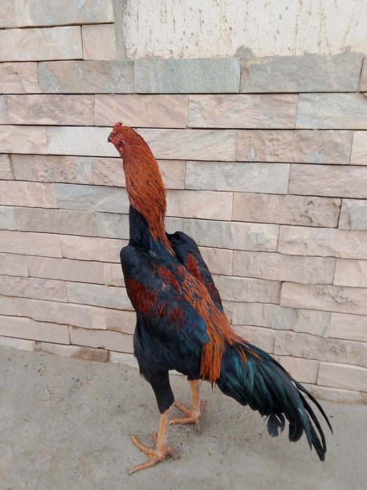 Dakan xuroz sotiladi