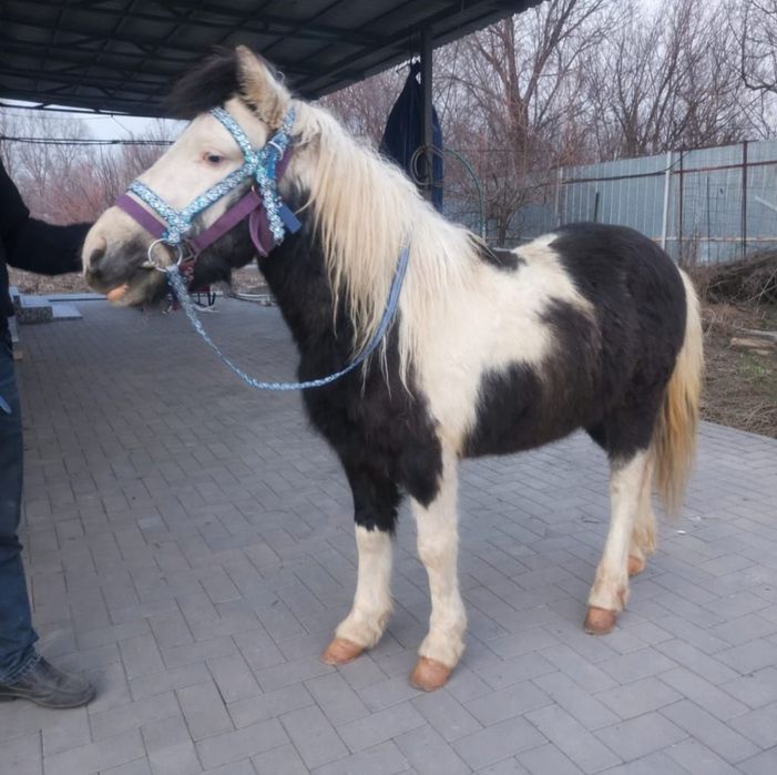 Предлагается Жеребец Пони для Случки.