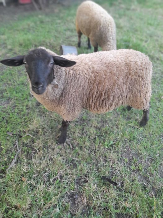 Mieluta suffolk