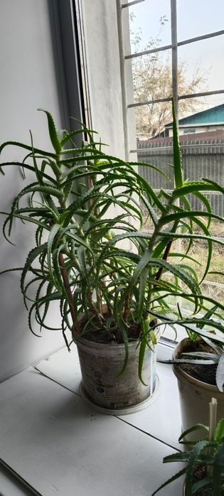 Продам Алой Вера 5и леттней