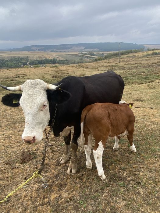 Vaca de vanzare
