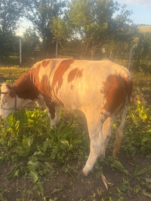 Bălțata romaneasca