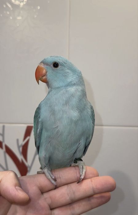 Синий Ожереловый попугай