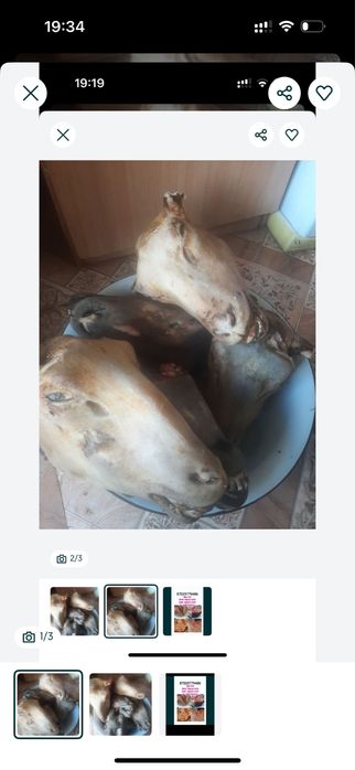 Головы ,қойдың бастары ,баранья голова