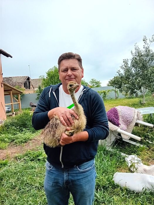 Vând o pereche de struți de 1 an și 2 luni