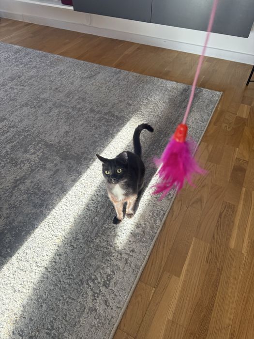 Котенок-девочка ищет семью
