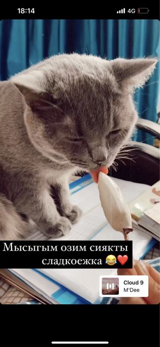 Британская кошка