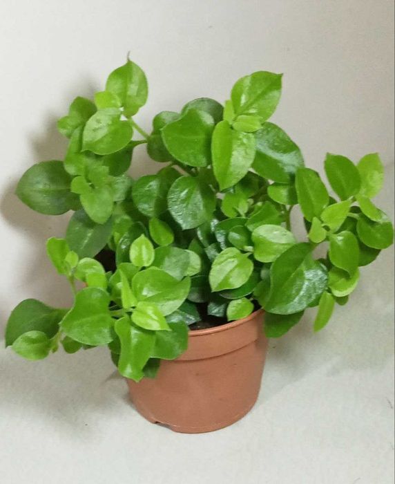 Продам. Аптения - эффектное, декоративное растение.