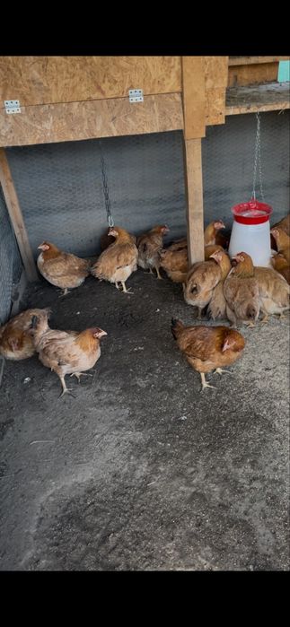 Vand gaini kabir si un cocos