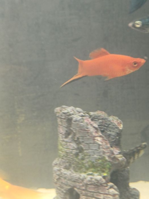 Молинезия и меченосец