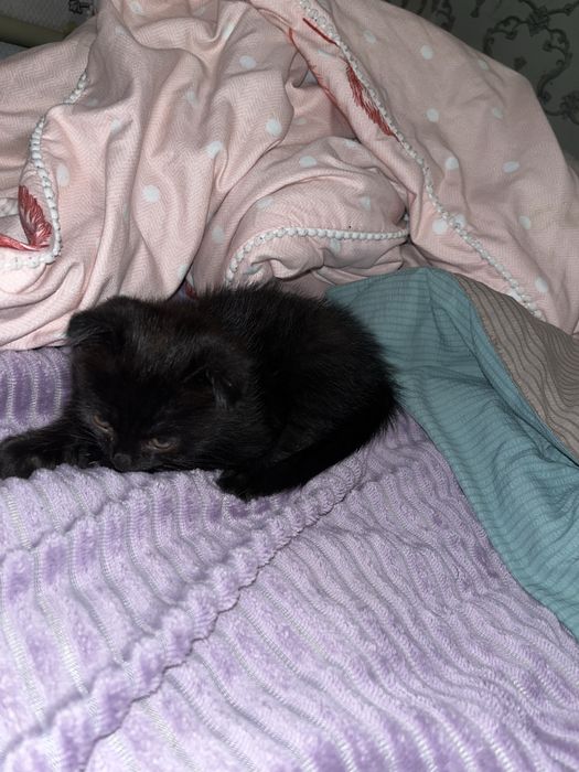 Котенок вилоухая девочка