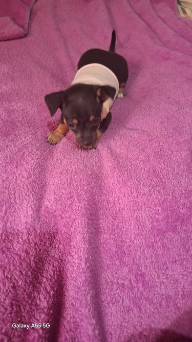 Продам мини тойчик