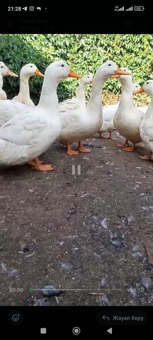 Продам пекинские утки