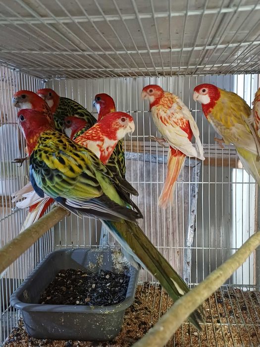 Vând perusi pui,maturi cântatori nimfe kakariki rosella  turturele .