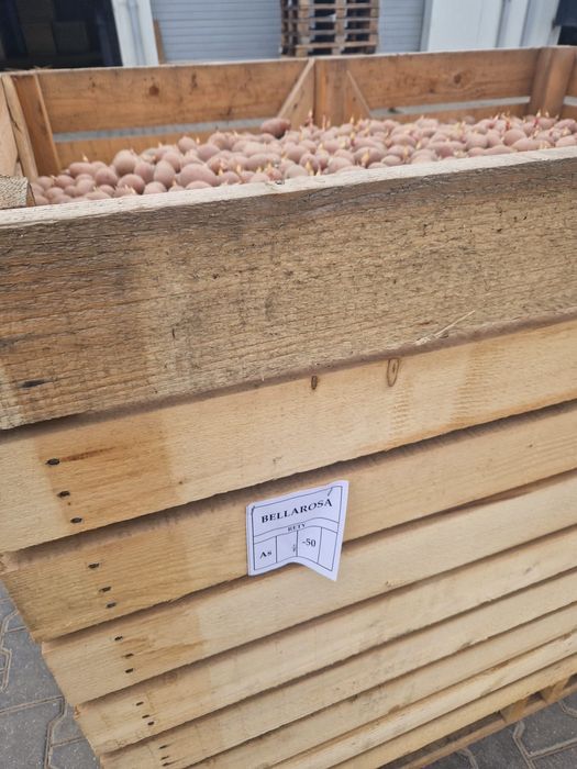 Cartofi de sământă belarosa cat A