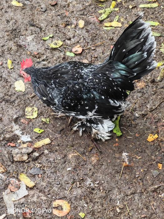 Vând cocosi mii de flori și pui de găină