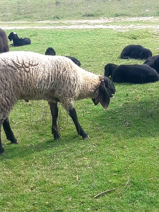 Miei de vanzare pentru mai multe detalii la telefon la telefon