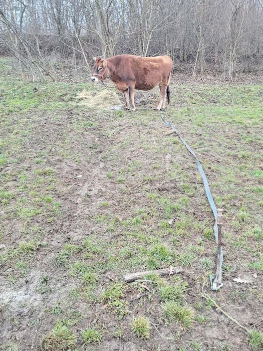 De vânzare jurinca Jersey  gestantă de 6 luni