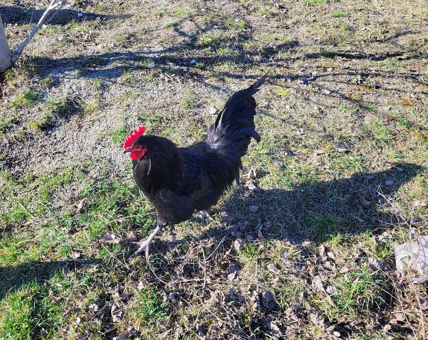 Cocos australorp 1 an