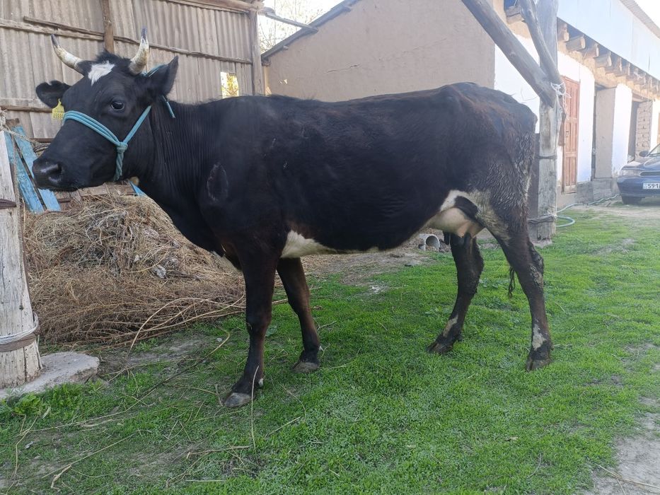 Сауын сиыр сатылады