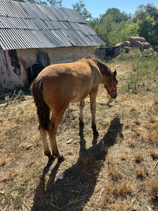 Vand manza de 3 luni