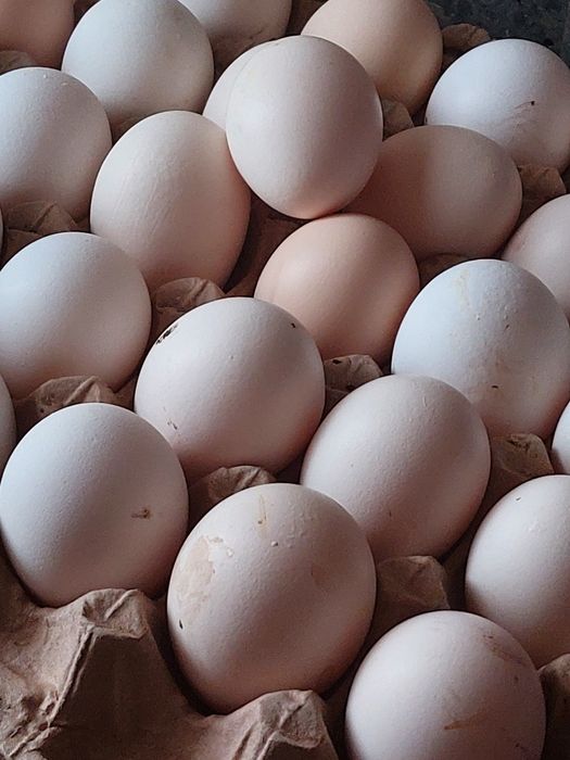 Инкубационное яйцо несушки!