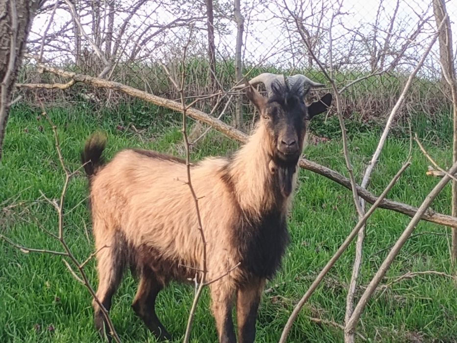 Vând țap alpin francez