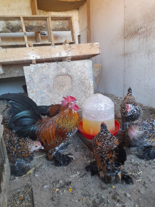 Ouă și pui rase pitice și Brahma