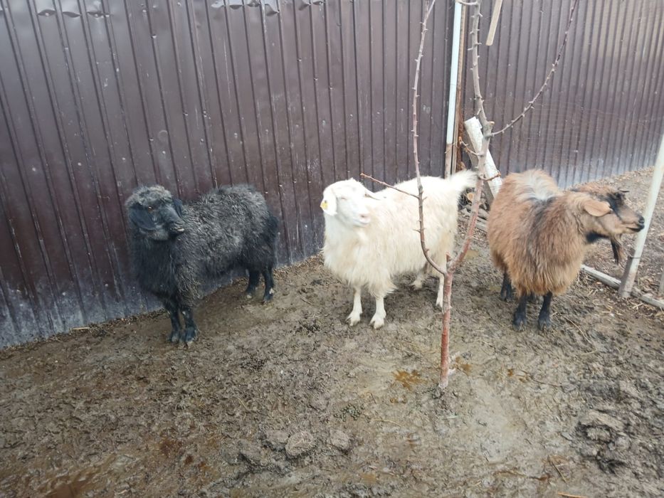 Семіз ешкілер сатылады