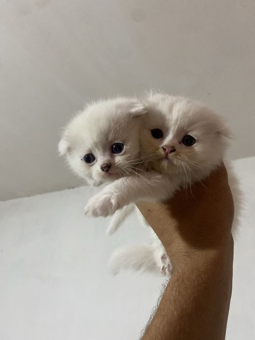 Skotish fold va strayt sotiladi