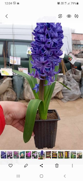 Зюмбюл в саксия за 8-ми март