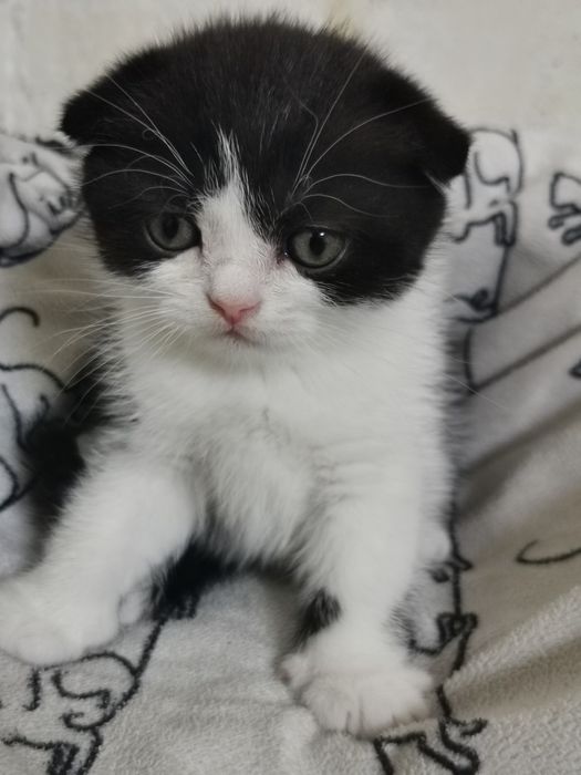 Продам красивых  котят