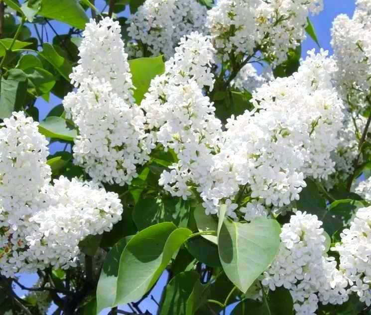 Липа сирень самшит саженцы