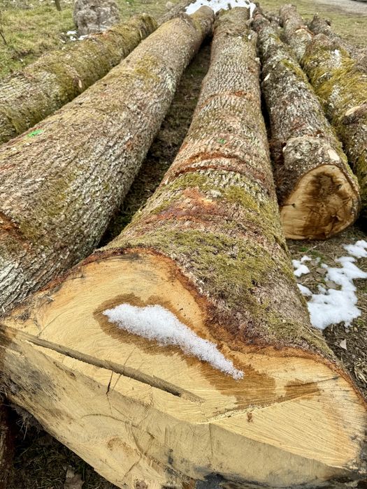 Stejar gorun masiv de dimesiuni mari.