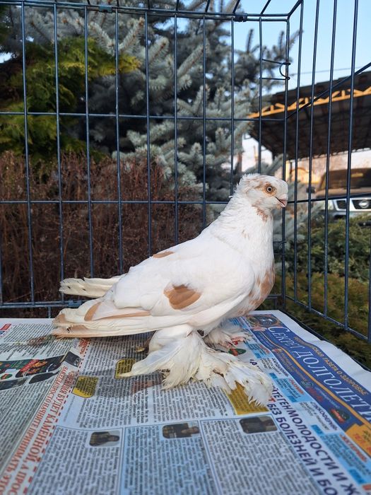 Продам самца 2025 по гульбадамам