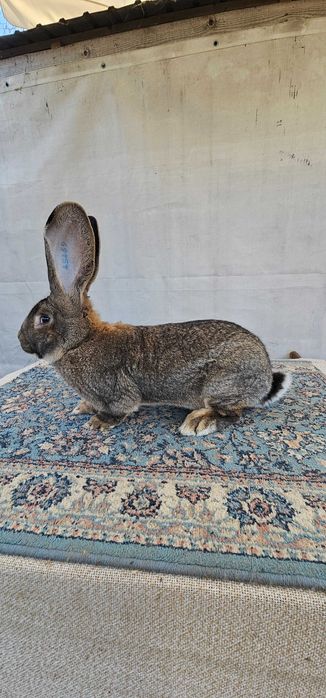 Masculi Urias Gri German