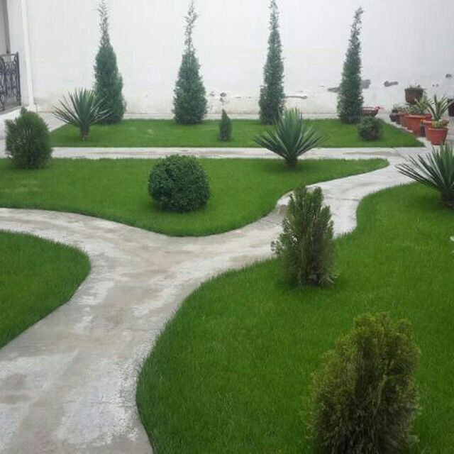 Акция.Акция.Готовый рулонный газон.