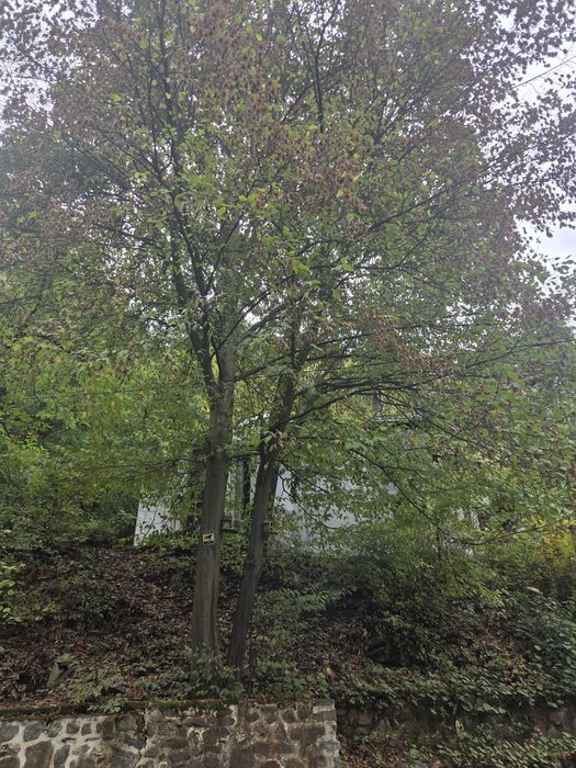 Рязане и кастрене на опасни дървета