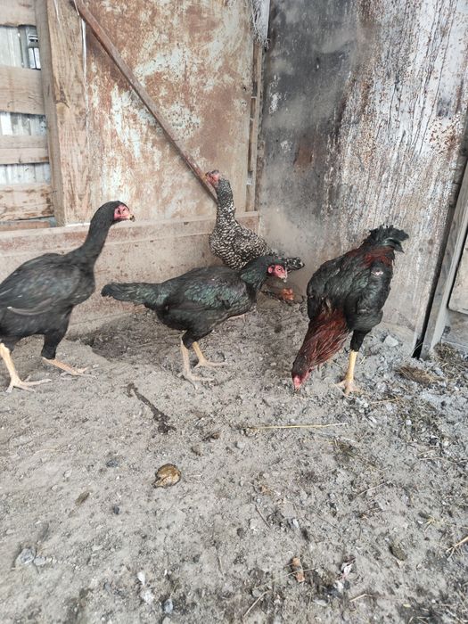 Бойцовый Дакан 1+3