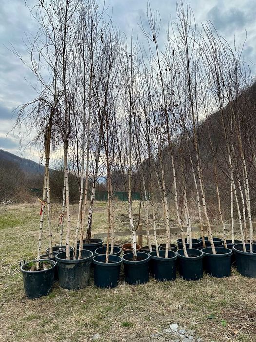 Plante Decorative cu Aspect Natural pentru Curți